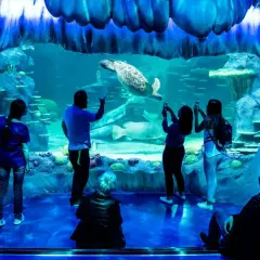 Des visiteurs émerveillés devant une tortue de mer nageant dans un grand bassin de l'aquarium de Paris.