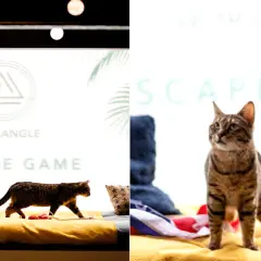 Deux chats explorent un décor d'escape game insolite à Paris. Le logo "Le Triangle" et "Escape Game" sont visibles.