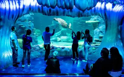 Des visiteurs émerveillés devant une tortue de mer nageant dans un grand bassin de l'aquarium de Paris.