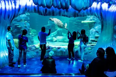 Des visiteurs émerveillés devant une tortue de mer nageant dans un grand bassin de l'aquarium de Paris.
