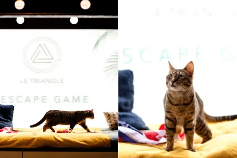 Deux chats explorent un décor d'escape game insolite à Paris. Le logo "Le Triangle" et "Escape Game" sont visibles.