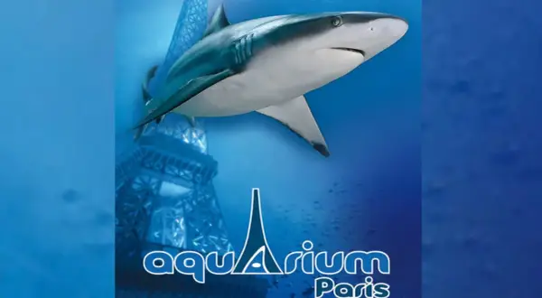 Un requin nage près d'une réplique de la Tour Eiffel au grand aquarium de Paris.