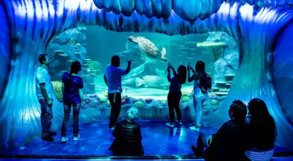 Des visiteurs émerveillés devant une tortue de mer nageant dans un grand bassin de l'aquarium de Paris.