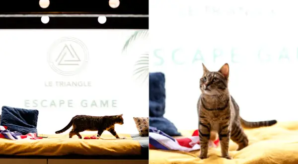 Deux chats explorent un décor d'escape game insolite à Paris. Le logo "Le Triangle" et "Escape Game" sont visibles.