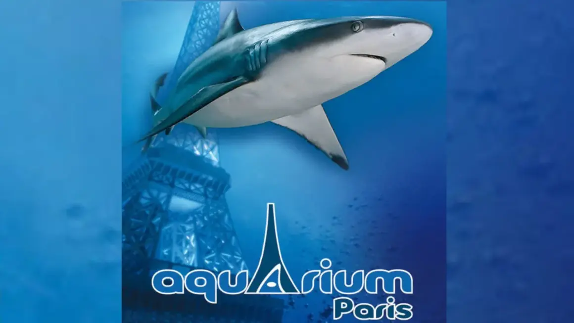 Un requin nage près d'une réplique de la Tour Eiffel au grand aquarium de Paris.
