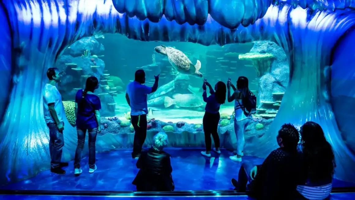 Des visiteurs émerveillés devant une tortue de mer nageant dans un grand bassin de l'aquarium de Paris.