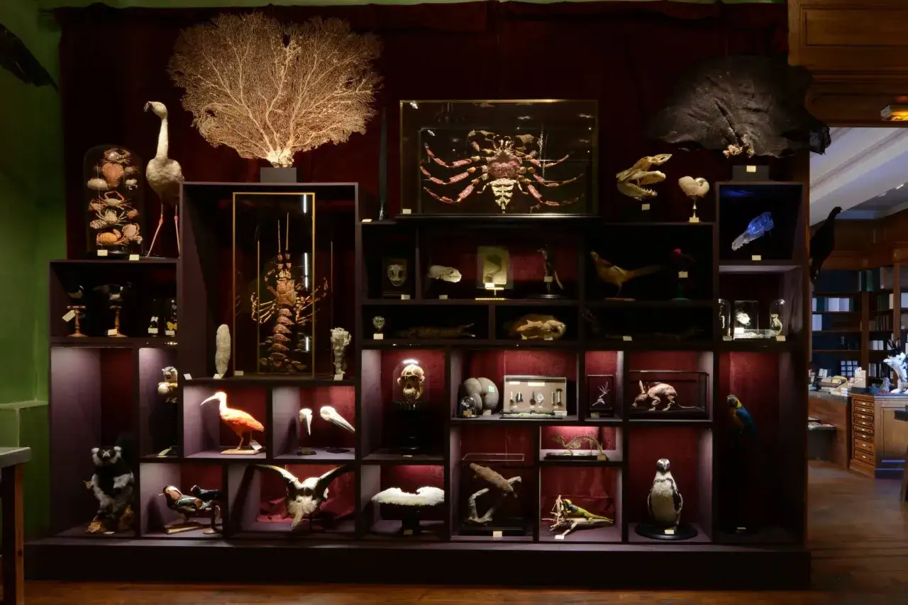 Un mus&eacute;e insolite &agrave; Paris expose des sp&eacute;cimens naturalis&eacute;s : un crabe g&eacute;ant, un flamant rose, un singe, un pingouin, et bien d'autres curiosit&eacute;s.