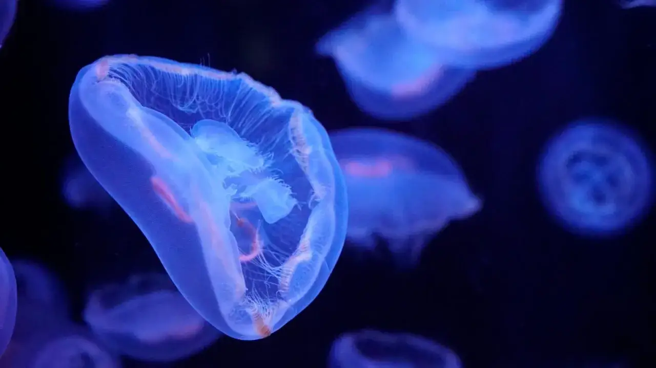 Méduses bleutées flottant dans l'obscurité, une scène magique de l'aquarium de Paris.