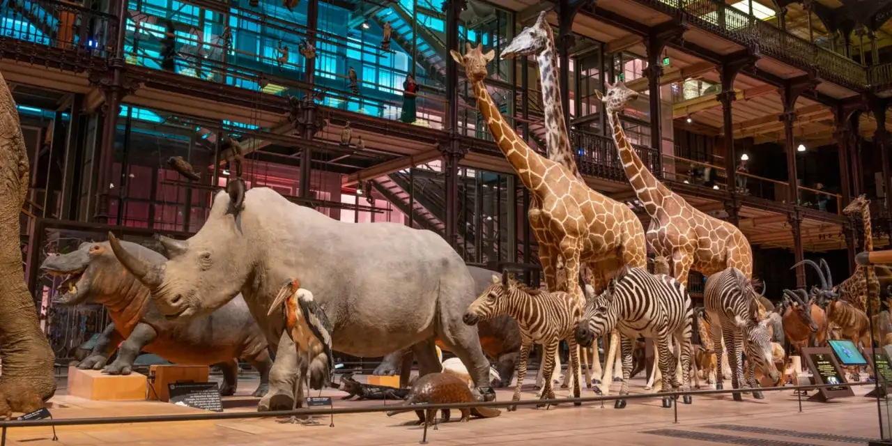 Safari grandeur au musée de Paris, un enfant émerveillé découvre rhinocéros, girafes et zèbres.