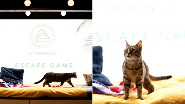 Deux chats explorent un décor d'escape game insolite à Paris. Le logo "Le Triangle" et "Escape Game" sont visibles.